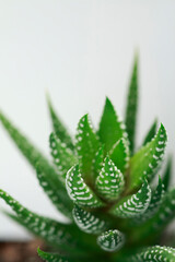 多肉植物