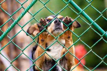 Abandoned and homeless dog in an animal shelter. A sad dog looks behind a metal mesh with sad eyes...