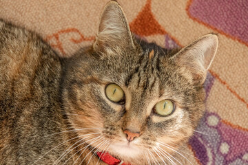 cute cat lies on the carpet and looks wide-eyed