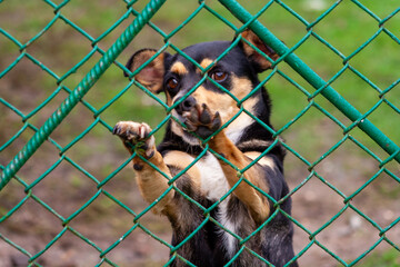 Abandoned and homeless dog in an animal shelter. A sad dog looks behind a metal mesh with sad eyes...