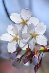 桜