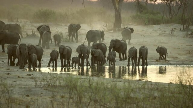 Herd of elephants Hwange National Park Zimbabwe