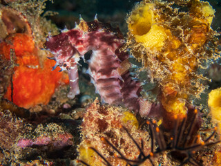 Seahorse near Anilao, Batangas, Philippines.  Underwater photography and nature.