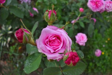 pink roses in garden