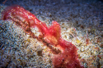 Orangutan rab (Achaeus japonicus) an sandy bottom near Anilao, Batangas, Philippines.  Underwater photography and sealife.