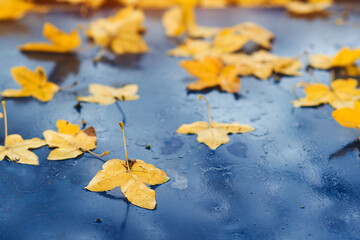 Car covered with autumn leaves. Autumn background