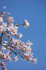 薄ピンク色の花