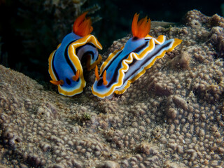 Anna's Chromodoris (Chromodoris annae) nudibranch or sea slug near Anilao, Batangas, Philippines.  Underwater photography and sealife.