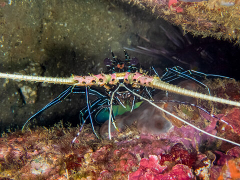 Blue Spiny Lobster or Painted Spiny Lobster (Palinurus versicolor) hiding in a rock near Anilao, Batangas, Philippines.  Underwater photography and marine life.
