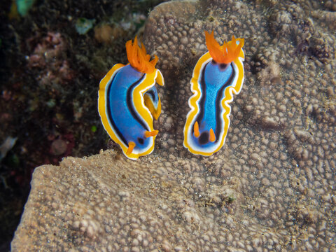 Anna's Chromodoris (Chromodoris annae) nudibranch or sea slug near Anilao, Batangas, Philippines.  Underwater photography and sealife.