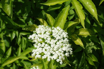 View of corymb of white flowers of Sambucus nigra from above