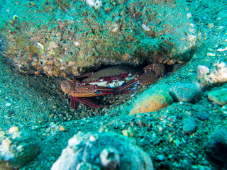 Naklejka na ściany i meble Large sea crab hiding under a rock near Anilao, Batangas, Philippines. Underwater photography and sealife.