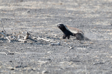 Honey badger