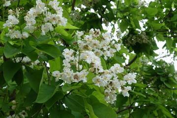 Panicle of white flowers in the leafage of catalpa tree in June