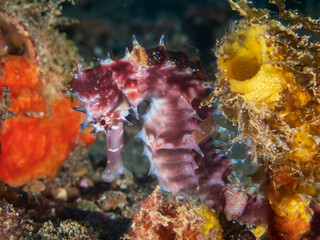 Sea horse near Anilao, Batangas, Philippines.  Underwater photography and marine life.