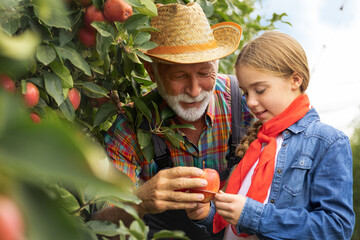 Grandfather teaches his granddaughter to use a ring to sort apples by size