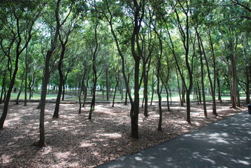 Bosque joven 