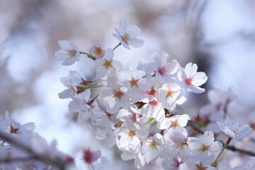 桜