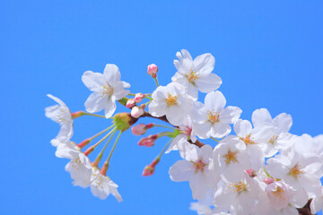 桜