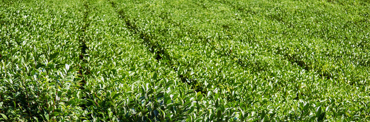 tea plantation view, front bushes in focus, background blurred