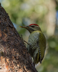 Male Scaly-bellied Woodpecker perched on a tree trunk