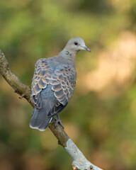 European Turtle Dove on a perch with back facing