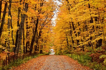 The maple road in autumn