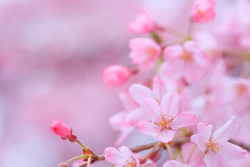 Obraz premium 桜