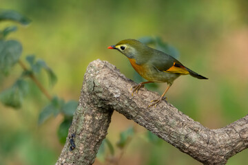Fototapeta premium Red-billed Leiothrix perched on a tree branch