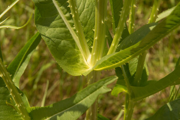 close-up: green teasel plant meedle part of the stem with thorns