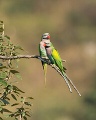 Pair of Red-breasted Parakeets