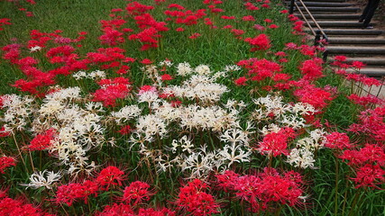 群生している彼岸花