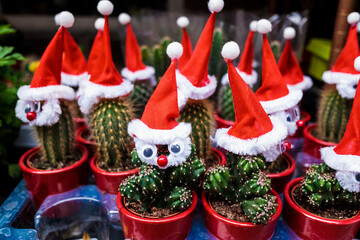 At Christmas, all rooms are decorated, including plant stores that put red caps on their products for sale.
