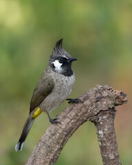 Himalayan Bulbul perched on a branch