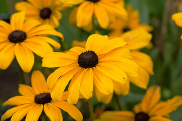 Beautiful autumn Rudbeckia flowers in the garden on a sunny day