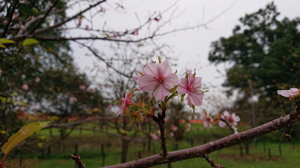 群生している彼岸花