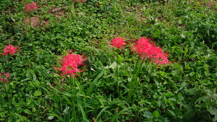群生している彼岸花