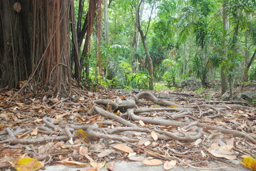 Raíces en el bosque 