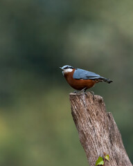 Chestnut-bellied Nuthatch perched on a log