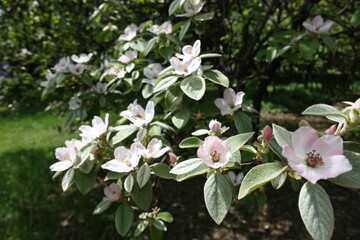 Flowers on branch of blossoming quince tree in May