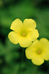 Obraz premium 黄色い花