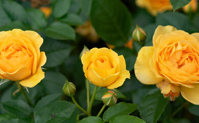 Yellow roses close up