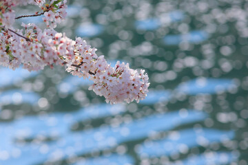 桜