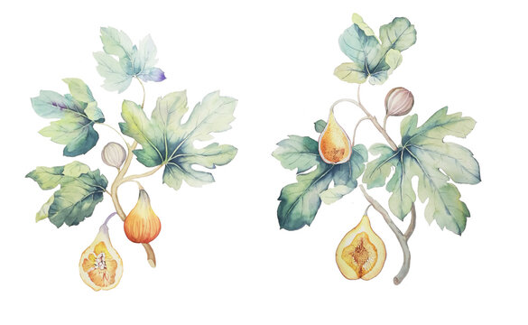 Figs and leaves of watercolor