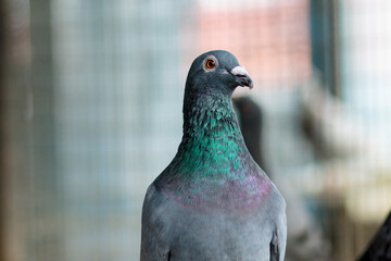 portrait of homing pigeon in home loft