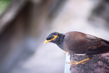 Indian common myna(acridotheres tristis) resting on the roof edge