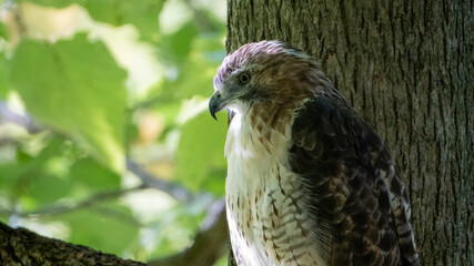 Red-tailed Hawk