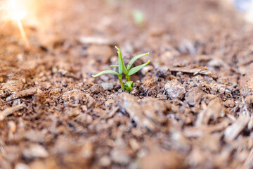 Green sprout of a plant in a plantation