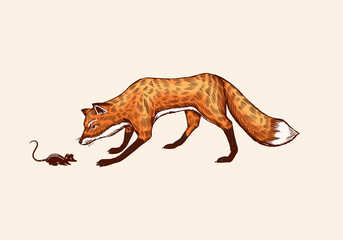 The fox sneaks up on the prey. The animal hunts for a mouse. Forest ginger beast. Vector Engraved hand drawn Vintage sketch for label or poster.