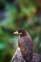 Indian common myna(acridotheres tristis) resting on the roof edge